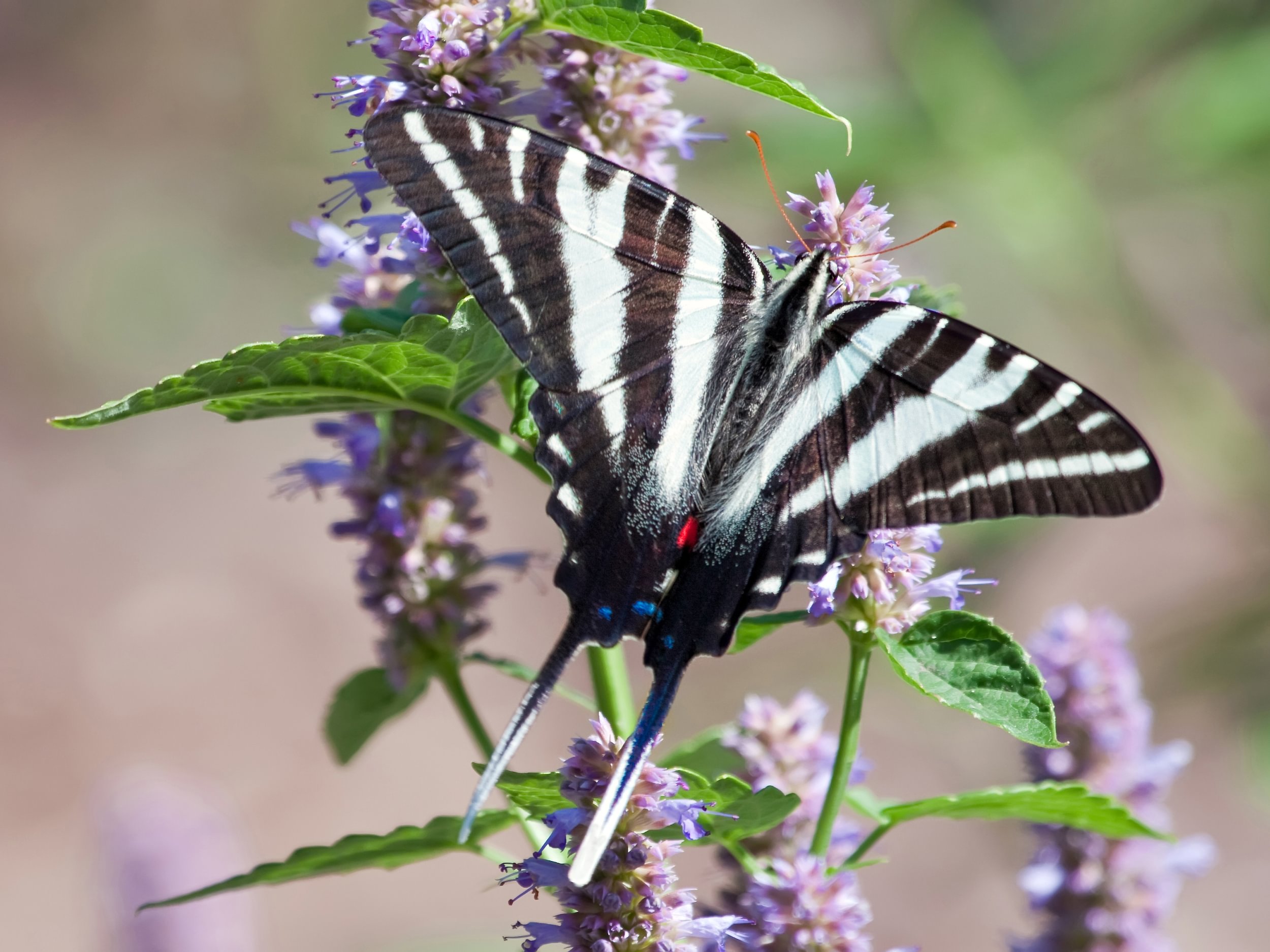 Zebra swallowtail butterfly on a plant